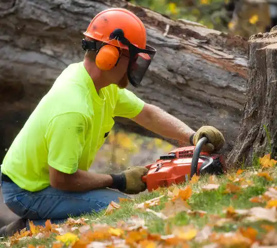 tree services Pontotoc